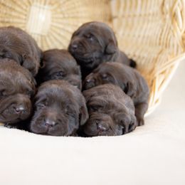 Labrador Retriever Puppies from Whiskey River Labradors