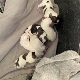 Akita Puppies from Gloe Akita's