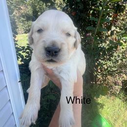 White - Golden female Golden Retriever puppy in Jesup, Georgia from Painted Platinum Retrievers (Painted Platinum Kennel) PPK