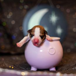 Border Collie, Papillon, Sporty Mix, and Whippet Puppies from Old Hemp Border Collies / Open Horizon Sport Dogs