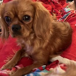 Rosie - Cavalier King Charles Spaniel