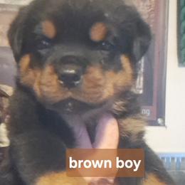 Boy 1 - Black and mahogany male Rottweiler puppy in De Witt, Iowa from Irish Eyes Kennels