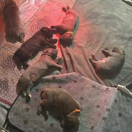 Cane Corso puppies from Paradiso Cane Corso