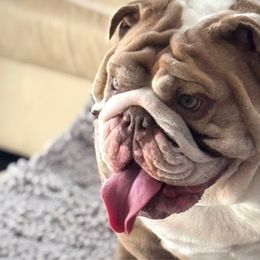 Binky - Bulldog