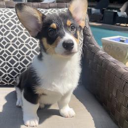 Pembroke Welsh Corgi Puppies from Corgipuppystore