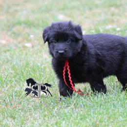 Tansy - Black female German Shepherd puppy in Spencer, Wisconsin from T Double B LLC