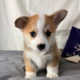 Annie - Sable female Pembroke Welsh Corgi puppy in El Dorado Springs, Missouri from Trixie Dixie
