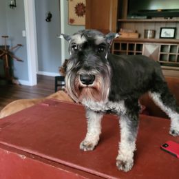 Rheia - Miniature Schnauzer
