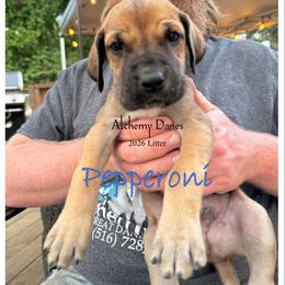 Peperoni - Fawn male Great Dane puppy in Medford, New York from Alchemy Danes