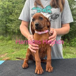 Bambi - Red female Redbone Coonhound puppy in Mount Pleasant, Texas from Harmons Hounds