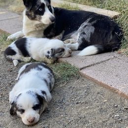 Cardigan Welsh Corgi Puppies from Breuddwyd Cardigan Welsh Corgis