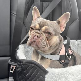 French Bulldog All Grown Up from Gardner's Corgis & French Bulldogs