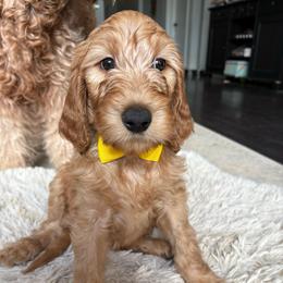 Yellow - Apricot male Goldendoodle puppy in Buda, Texas from Anita’s Doodles