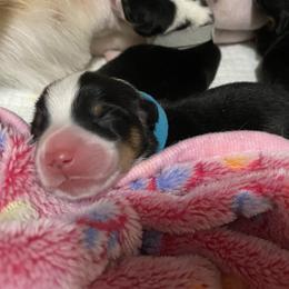 Boy 2 - Black and tan male Pembroke Welsh Corgi puppy in Brighton, Colorado from Swezey Pembroke Welsh Corgis