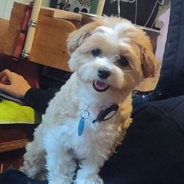 Maltipoo All Grown Up from Junes Maltipoos