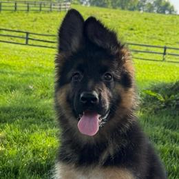 Female companion 2 - Black and red female German Shepherd puppy in Winchester, Kentucky from Drache Feld