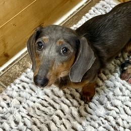 Izzy - Dachshund