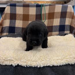 Green - Black male Labrador Retriever puppy in Middleton, New Hampshire from Tag Hollow