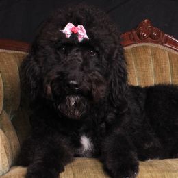 Double Doodles, Goldendoodles, Labradoodles, Poodles, and Yorkshire Terriers from Cotton Rack Farms