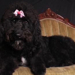 Double Doodles, Goldendoodles, Labradoodles, Poodles, and Yorkshire Terriers from Cotton Rack Farms