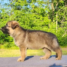 German Shepherd Puppies from Von WestLynn German Shepherds