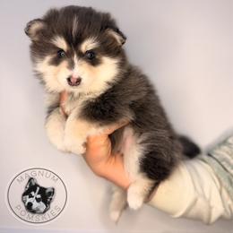 Sapphire - Blue female Pomsky puppy in Isanti, Minnesota from Magnum Pomskies