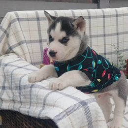 Boy 2 - Cuddles - Black and white male Siberian Husky puppy in Coatesville, Pennsylvania from Amore Puppies