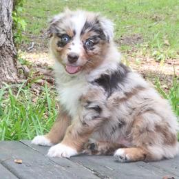 Cricket - Red merle male Australian Shepherd puppy in Macon, Georgia from Shaina’s Shepherds