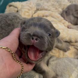 French Bulldog Puppies from French Kisses