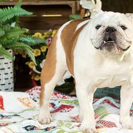 Bulldogs from Comer's Kennels