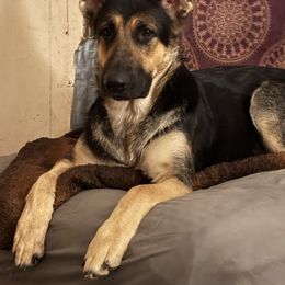 Rhonda - German Shepherd