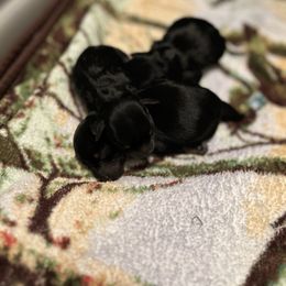 Boy 1 - Black and silver male Miniature Schnauzer puppy in Woodburn, Kentucky from Southern Kentucky Schnauzers