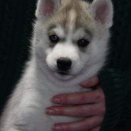 Beignet - Gray and white male Siberian Husky puppy in Northglenn, Colorado from Northern Staar Kennel