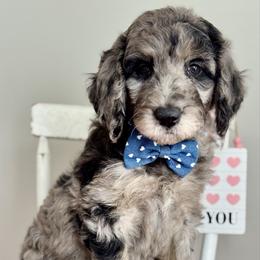 Orange - Merle male Goldendoodle puppy in Hesperia, Michigan from Red Acres Poodles & Doodles