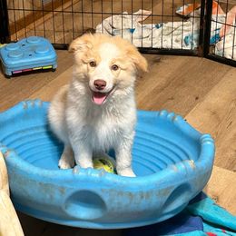 Jedi - Border Collie puppy from Cool Meadow Farms