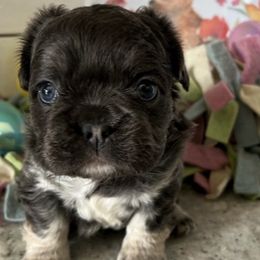 Bluetick Coonhounds and French Bulldogs from Double Barrel Blues