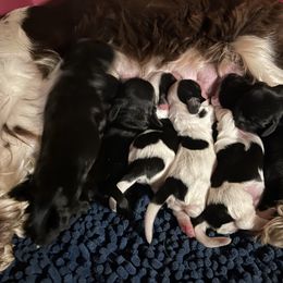 Cocker Spaniel and Saint Bernard Puppies from Hirt House Saints
