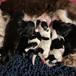 Cocker Spaniel and Saint Bernard Puppies from Hirt House Saints