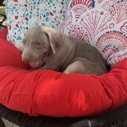 Girl 3 - Weimaraner puppy in Lone Camp, Texas from Bullard’s Weimaraners