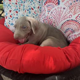 Girl 3 - Weimaraner puppy in Lone Camp, Texas from Bullard’s Weimaraners