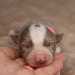 Pink Collar - Lilac female Border Collie puppy in Courtland, Alabama from C Bar C Ranch Border Collies