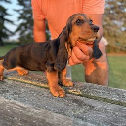 Male4-blacktan - Black tan and white male Basset Hound puppy in Hudson, Michigan from Bachman’s Kennel