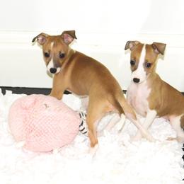 Nate' Female 1 - Red female Italian Greyhound puppy in Sparta Tn And Caryville Fl, Tennessee from Summerwind Kennel