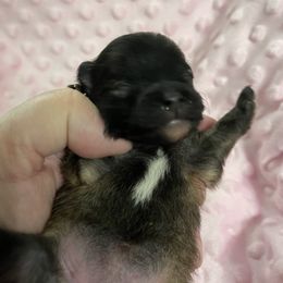 Pomeranian Puppies from Park Avenue Poms