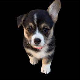 Eve - Black and tan female Pembroke Welsh Corgi puppy in Saint Johns, Florida from Colebrooke Farm