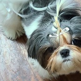 Shih Tzus from Wild Wind Shih Tzu