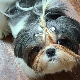 Shih Tzus from Wild Wind Shih Tzu