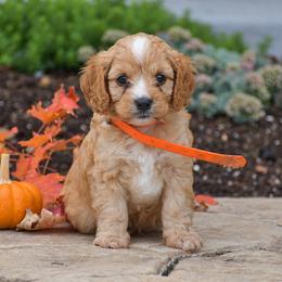Cody - Red male Cavapoo puppy in Gap, Pennsylvania from Country View Puppies ( License 18816)