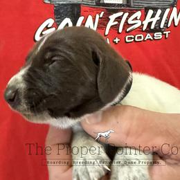 Catfish - Liver roan male German Shorthaired Pointer puppy in Six Mile, South Carolina from The Proper Pointer Co.
