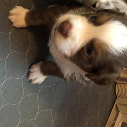 Boy 2 - Miniature Australian Shepherd puppy in Corydon, Indiana from Arbuckle’s Lookin Good Aussies (LGA)